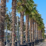 Palma konopná (Trachycarpus fortunei) - výška kmeňa 100-120 cm, celková výška 200-250 cm, kont. C70L (-17°C)